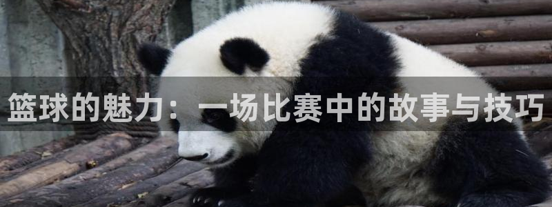  意昂2平台：篮球的魅力：一场比赛中的故事与技巧