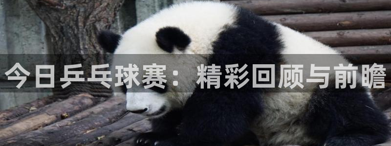  意昂2体育：今日乒乓球赛：精彩回顾与前瞻